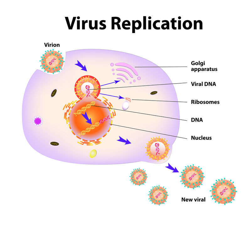 do viruses carry out all life processes